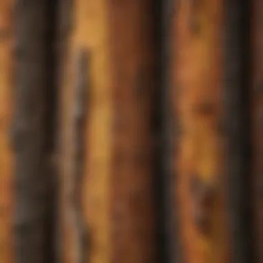 Exploring the Diverse Colors of Pine Tree Bark Pine Tree Bark Color Palette