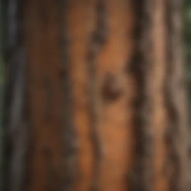 A Comprehensive Guide to Identifying Pine Trees by Bark Pine Tree Bark Identification Guide