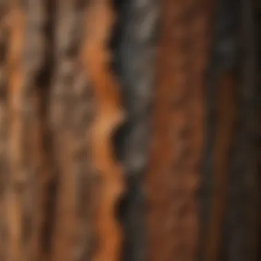 Unraveling the Unique Patterns of Pine Tree Bark Pine Tree Bark Pattern Diversity