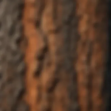 The Intricate Texture of Pine Tree Bark Pine Tree Bark Texture Variation