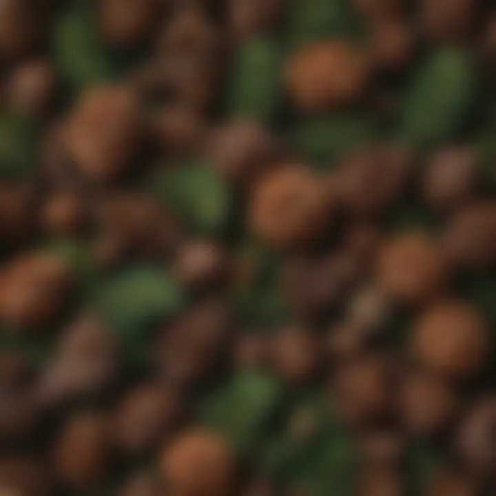 Variety of pine tree cones