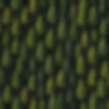 Comparative illustration of pine tree species