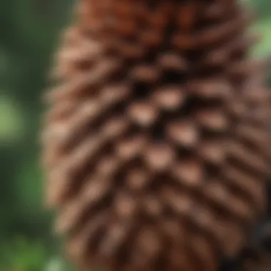 Close-Up of a Utah Pine Cone Close-up of a pine cone from a Utah species, highlighting its unique features.
