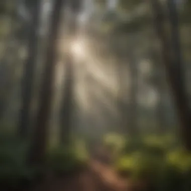 Sunlight Filtering Through Forest Canopy