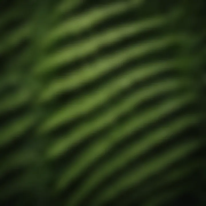 Close-up of fern fronds showing intricate leaf patterns.