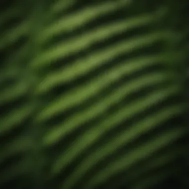 Intricate Patterns of Fern Fronds Close-up of fern fronds showing intricate leaf patterns.