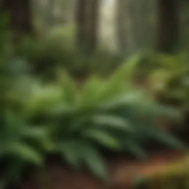 Diverse Fern Species on Forest Floor A lush green forest floor adorned with various fern species.