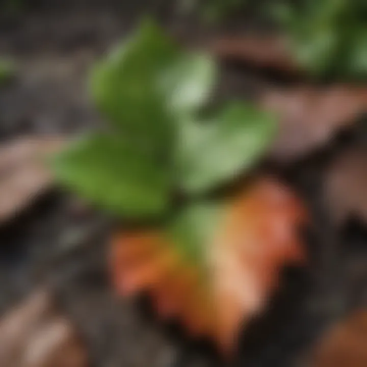 Close-Up of Poison Ivy Leaves Showing Toxic Oils