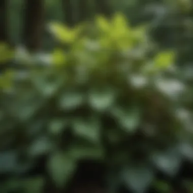 Lush Poison Ivy Plant with Variegated Leaves