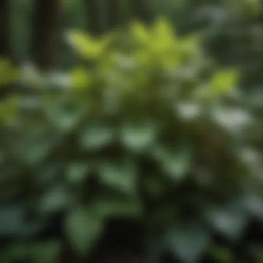 Lush Poison Ivy Plant with Variegated Leaves