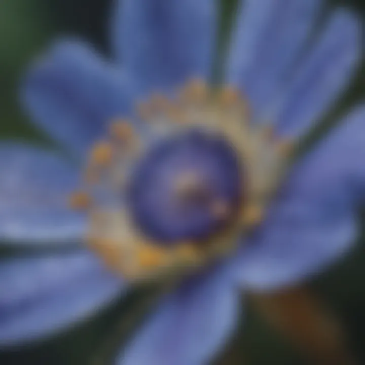 Close-Up of Pollen on Wild Blue Flax Flower