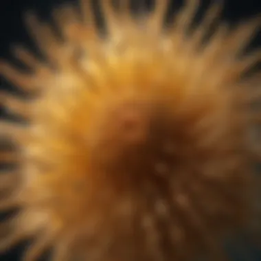 Microscopic View of Pollen Structure Close-up of intricate pollen structure under a microscope