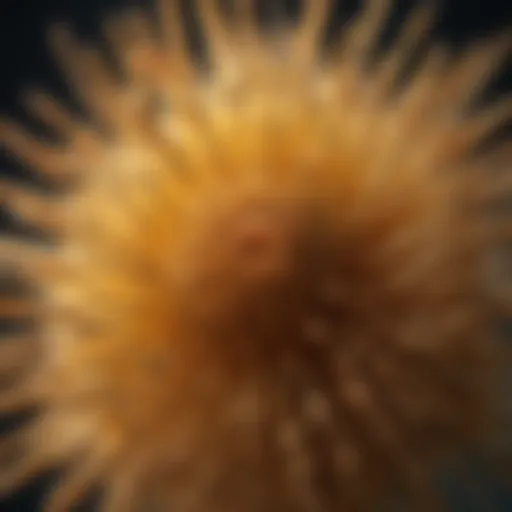 Microscopic View of Pollen Structure Close-up of intricate pollen structure under a microscope