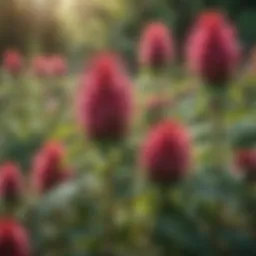 Colorful Bee Balm Blossoms