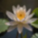 Pond Lily Blossom in Sacramento