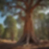Majestic Ponderosa Pine in New Mexico