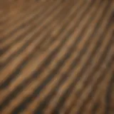 Aerial view of a prairie dog colony fenced area