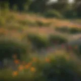 Vibrant Prairie Wildflowers in Bloom