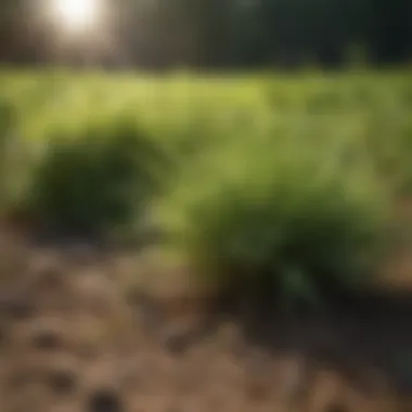 Natural Weed Suppression Pre-emergent Weed Control in Pasture