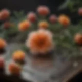 Floral Specimen being delicately arranged on press