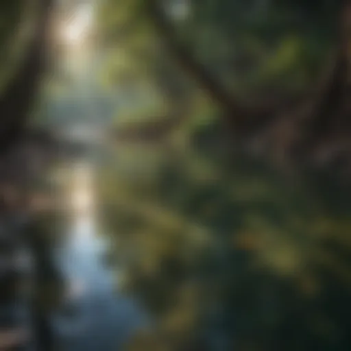 Crystal Clear Springs in East Texas