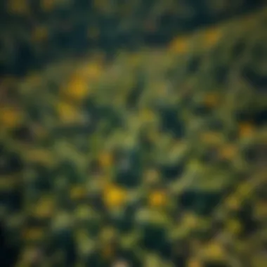 Diversity of American Forests Aerial view of an American forest showing diverse tree species affected by climate change.