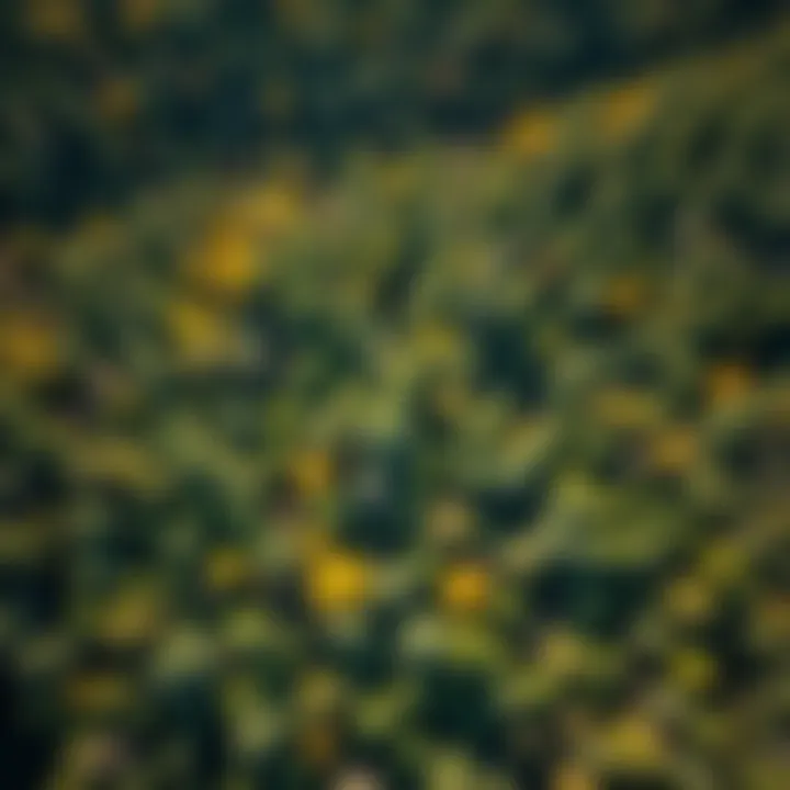 Diversity of American Forests Aerial view of an American forest showing diverse tree species affected by climate change.