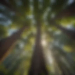 Majestic Redwood Forest Canopy