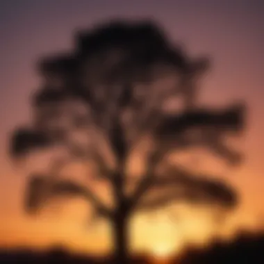 Silhouette of a tree against a vibrant sunset sky