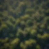 Aerial view of lush urban forest in Los Angeles