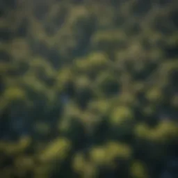 Aerial view of lush urban forest in Los Angeles