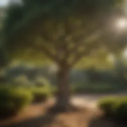 Pruned tree in serene garden setting