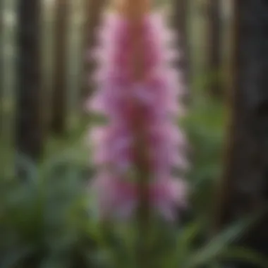 Exquisite Purple Fringed Orchid Blooms