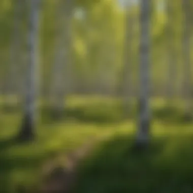 Healthy Quaking Aspen Grove Thriving in Natural Habitat