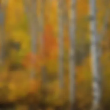 Close-Up of Quaking Aspen Leaves in Golden Fall Colors