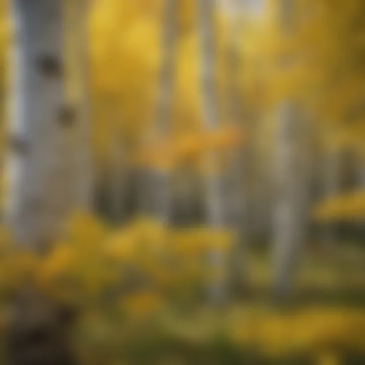 Vibrant Quaking Aspen tree leaves in Wyoming