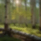 Majestic Quaking Aspen in Forest Setting