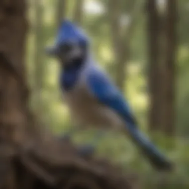 Ranger Blue Jay collecting twigs for its nest