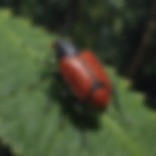 Close-up view of a red and black bug on a leaf