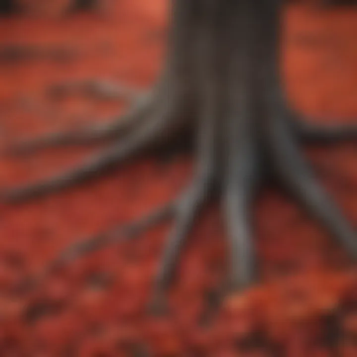 Fallen red oak tree leaves forming a vibrant carpet on the forest floor