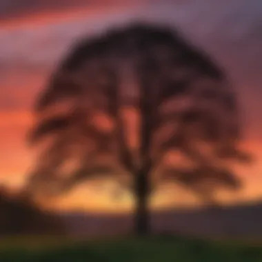 Silhouette of red oak tree against a colorful sunset sky