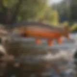 Trout leaping out of Red River