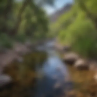 Tranquil Oasis: Refreshing Creek in Sabino Canyon Refreshing Creek in Sabino Canyon