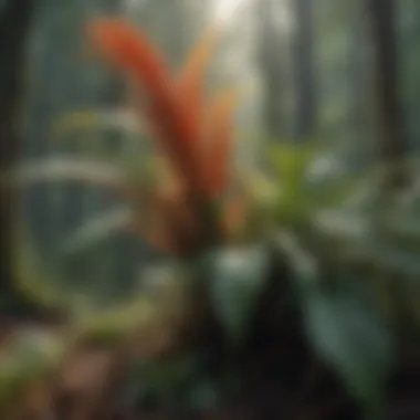 Plant Hormones: Regeneration Signaling Pathways