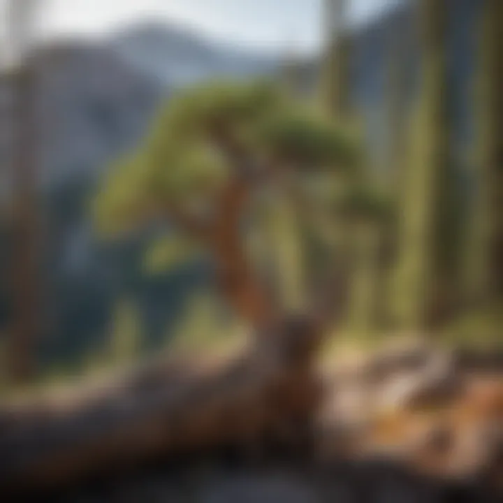 Resilient Limber Pine in Rocky Mountains