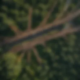 Majestic forest canopy intertwined with industrial infrastructure