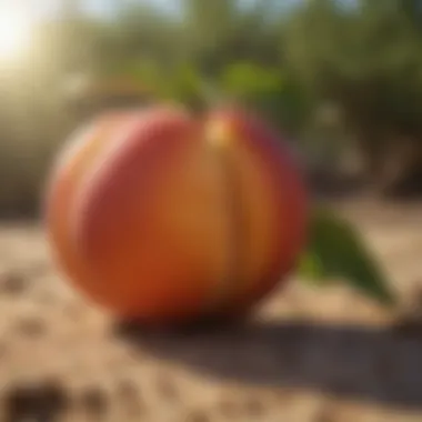 Ripening Desert Peach Fruit Under the Sun Desert peach fruit ripening under the scorching sun, showcasing survival mechanisms