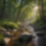 Sunlight filtering through lush foliage along Rock Creek