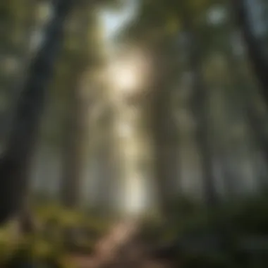 Majestic Canopy of the Rocky Mountain Forest Forest Canopy