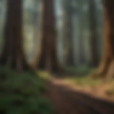 Root System of Giant Redwood Trees